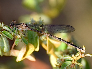 Variable Dancer Female - Argia fumipennis